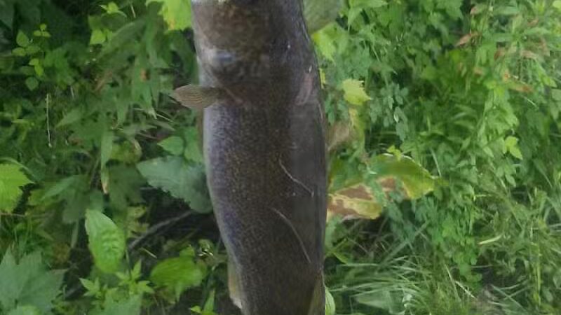 Emerick Park - Hillman, MI