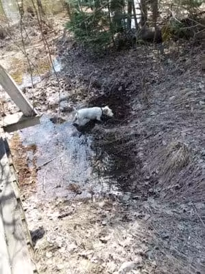 Tiger Paw Park - Hillman, MI