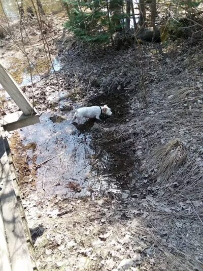 Tiger Paw Park - Hillman, MI