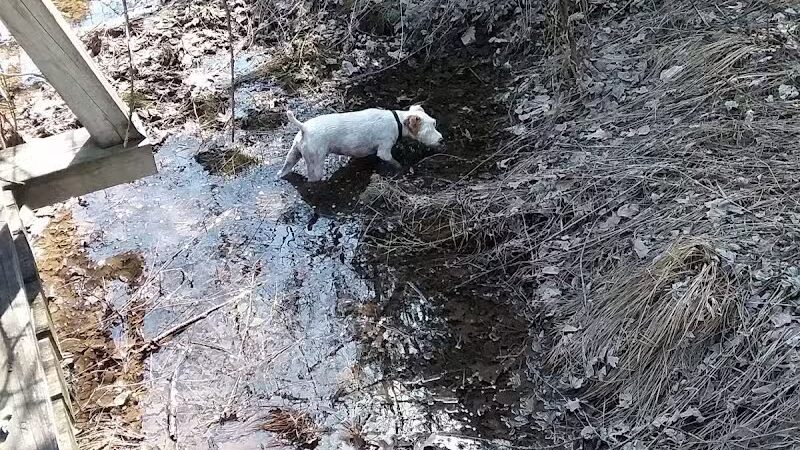 Tiger Paw Park - Hillman, MI
