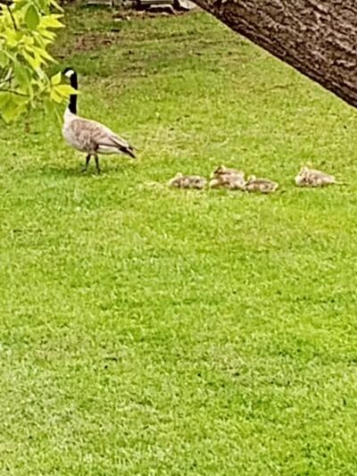 Cold Spring Park - Hillsdale,