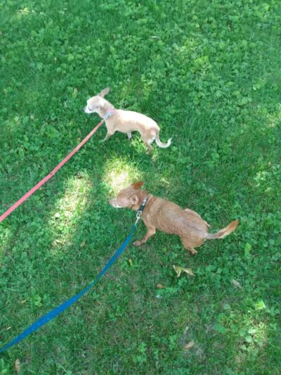 Cold Spring Park - Hillsdale,