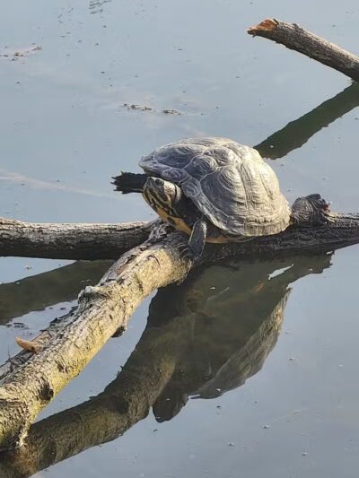 Cold Spring Park - Hillsdale,