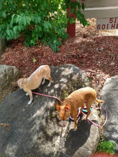 Cold Spring Park - Hillsdale,