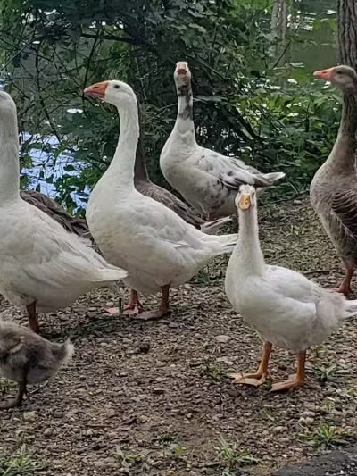 Lewis Emery County Park - Hillsdale,
