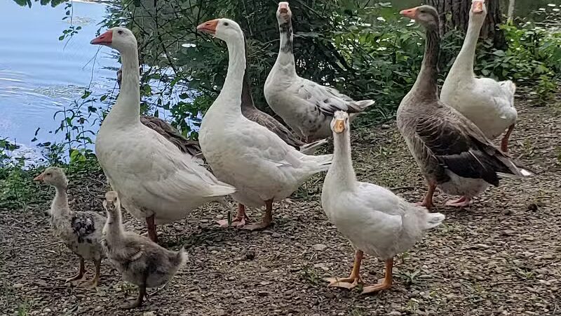 Lewis Emery County Park - Hillsdale,