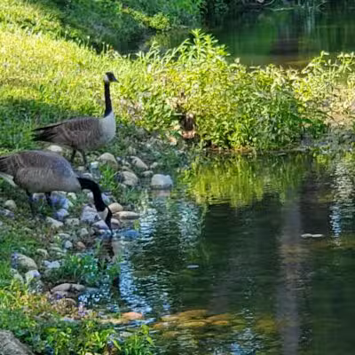 Lewis Emery County Park - Hillsdale,