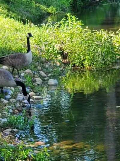 Lewis Emery County Park - Hillsdale,