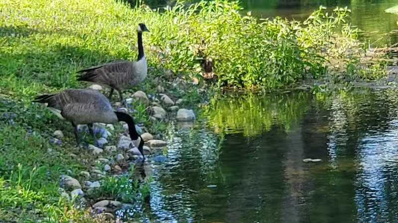 Lewis Emery County Park - Hillsdale,