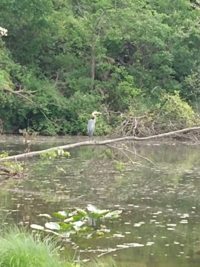 Lewis Emery County Park - Hillsdale,