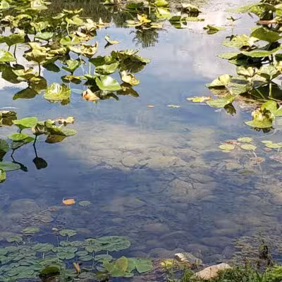 Lewis Emery County Park - Hillsdale,