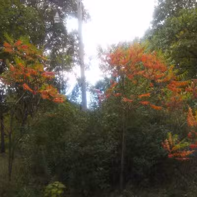 Owens Park - Hillsdale,