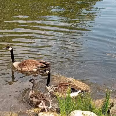 Stocks Park - Hillsdale,
