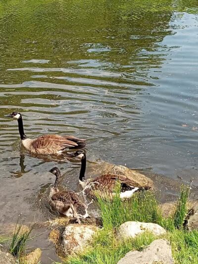Stocks Park - Hillsdale,