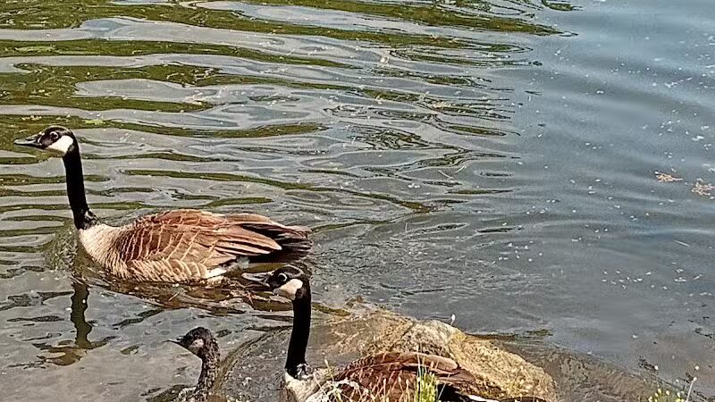 Stocks Park - Hillsdale,