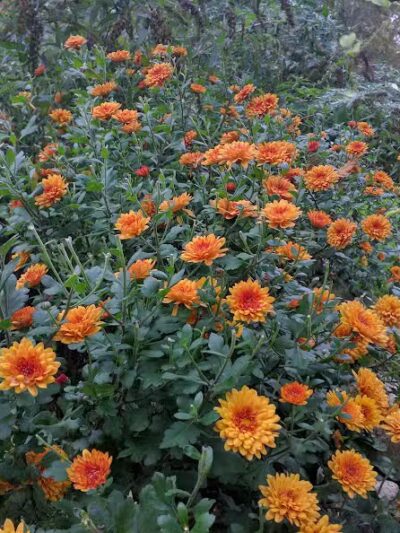 Stocks Park - Hillsdale,