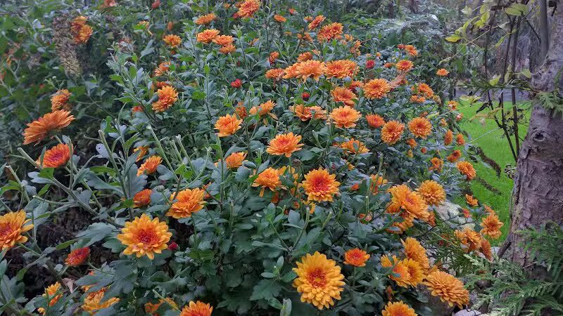 Stocks Park - Hillsdale,