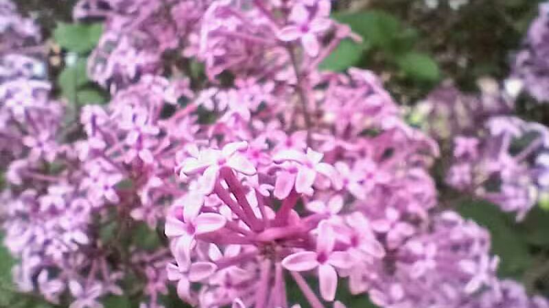 Stocks Park - Hillsdale,