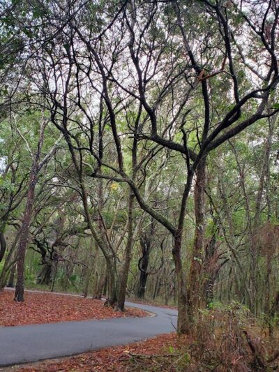Chaplin Best Friends Dog Park - Hilton Head Island, SC