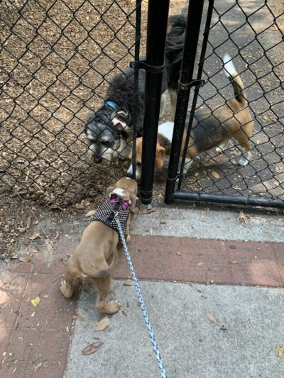 Chaplin Best Friends Dog Park - Hilton Head Island, SC