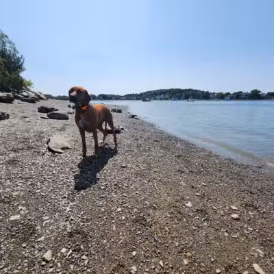 Stodder's Neck - Hingham, MA