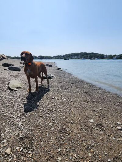 Stodder's Neck - Hingham, MA