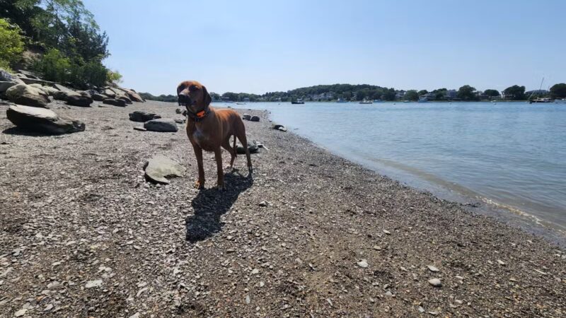 Stodder's Neck - Hingham, MA
