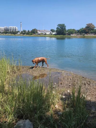 Stodder's Neck - Hingham, MA