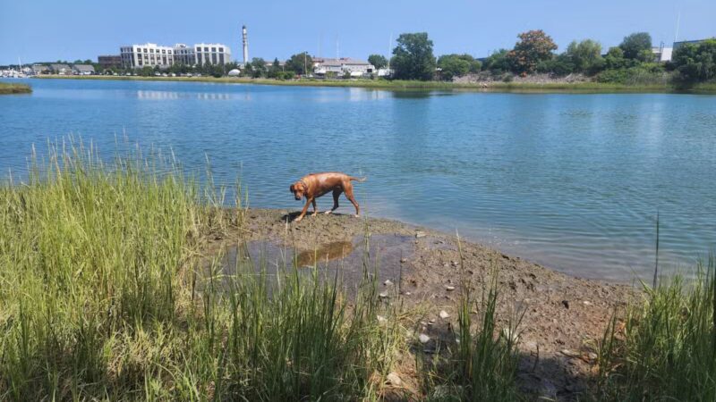 Stodder's Neck - Hingham, MA