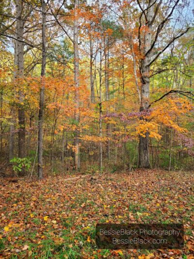 Riven Rock Park - Hinton, VA