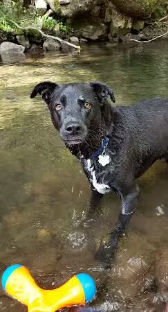 Riven Rock Park - Hinton, VA