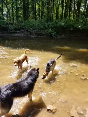 Brown County Dog Park - Hobart, WI