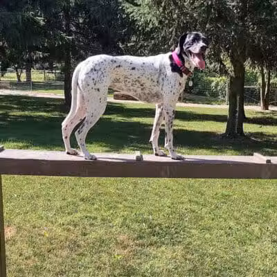 Dog Park at Van Raalte Farm Park - Holland, MI