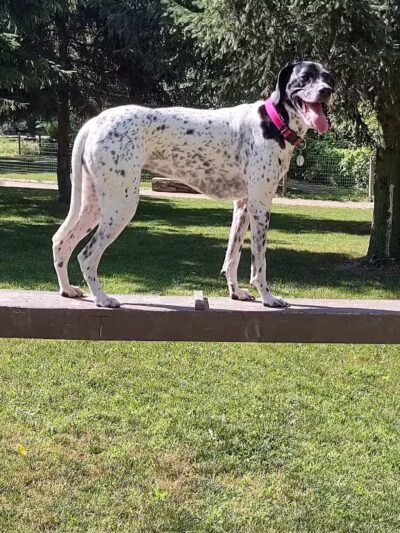 Dog Park at Van Raalte Farm Park - Holland, MI