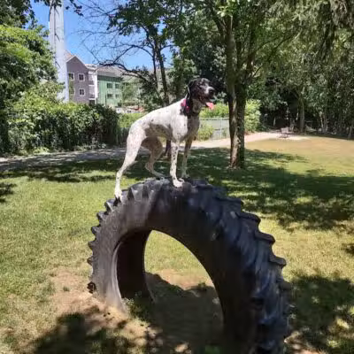Dog Park at Van Raalte Farm Park - Holland, MI