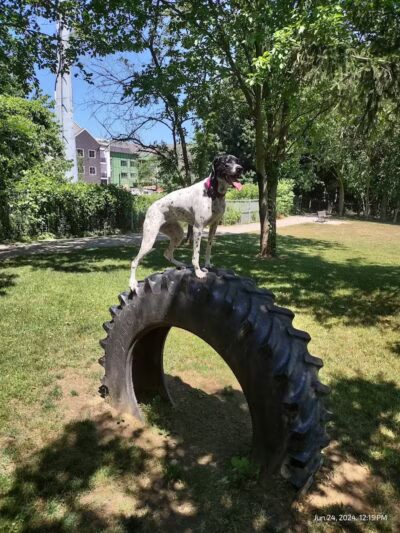 Dog Park at Van Raalte Farm Park - Holland, MI