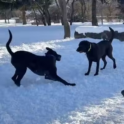 Dog Park at Van Raalte Farm Park - Holland, MI
