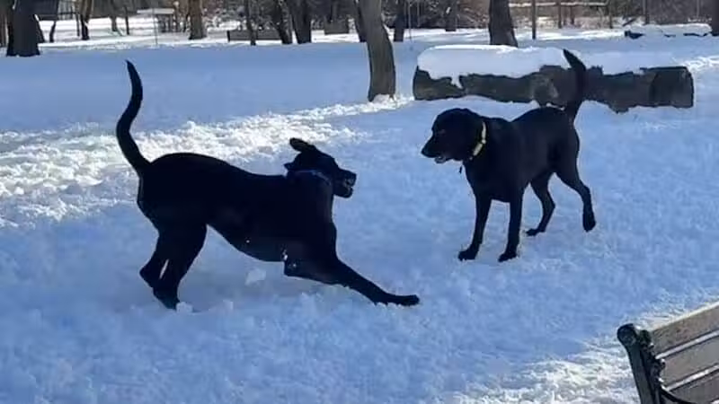 Dog Park at Van Raalte Farm Park - Holland, MI