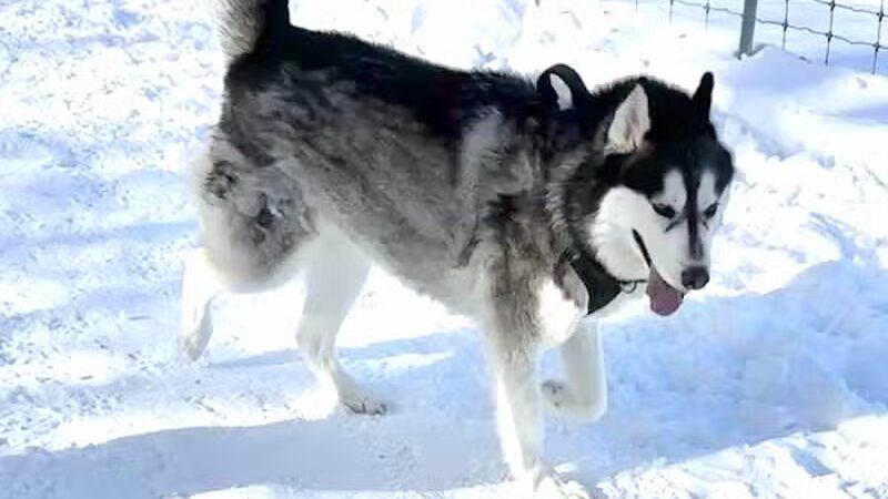 Dog Park at Van Raalte Farm Park - Holland, MI