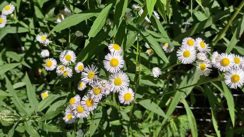 Dog Park at Van Raalte Farm Park - Holland, MI