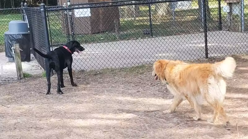 Large Dog Park at Park Township Park - Holland, MI