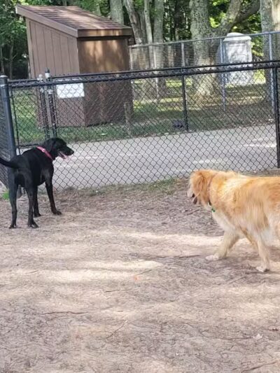Large Dog Park at Park Township Park - Holland, MI