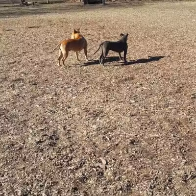 Large Dog Park at Park Township Park - Holland, MI