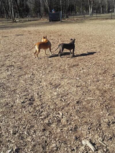 Large Dog Park at Park Township Park - Holland, MI