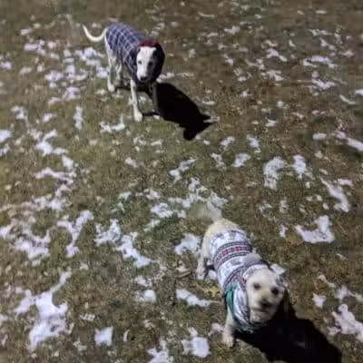 Large Dog Park at Park Township Park - Holland, MI
