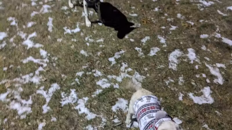 Large Dog Park at Park Township Park - Holland, MI