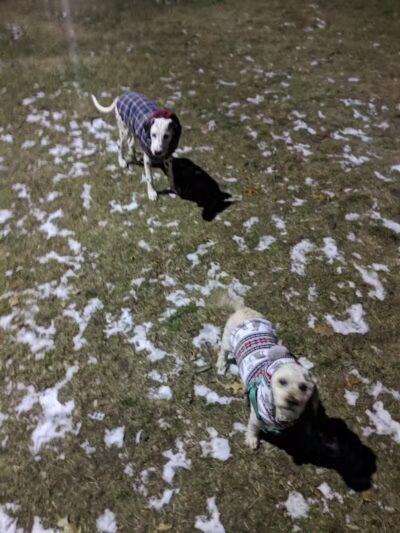 Large Dog Park at Park Township Park - Holland, MI