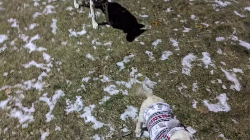 Large Dog Park at Park Township Park - Holland, MI