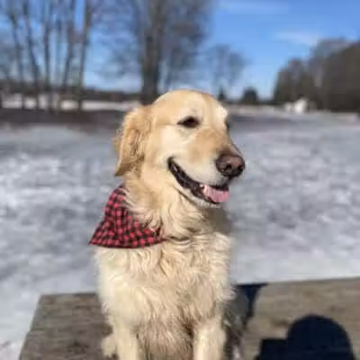 Large Dog Park at Park Township Park - Holland, MI