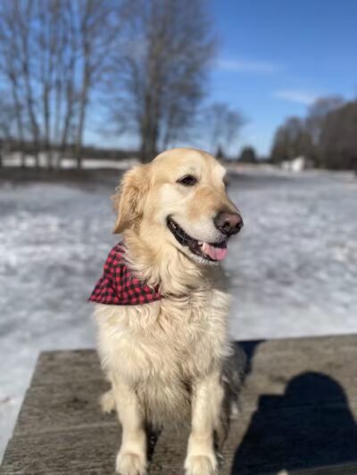 Large Dog Park at Park Township Park - Holland, MI